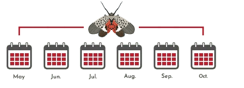spotted lanternfly treatment schedule