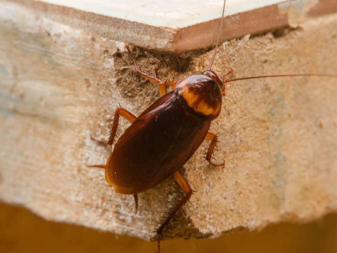 Common Mistakes New Jersey Homeowners Make That Attract American Cockroaches