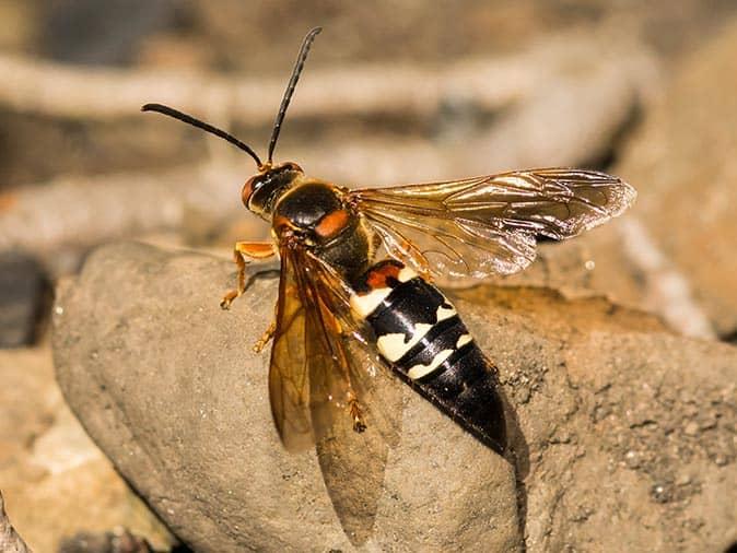 Stinging Insects In New Jersey: Are They As Dangerous As They Look?