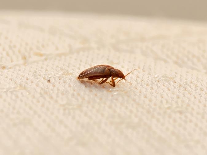 Bed Bugs Are Best Left to the Professionals