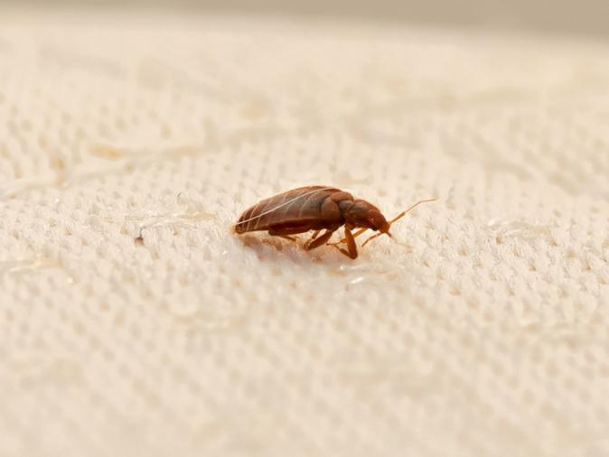 Affects Bed Bugs