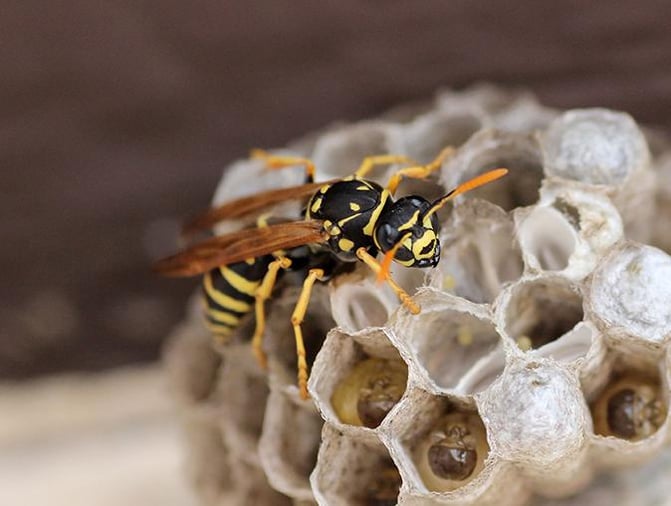 Bee, Wasp & Hornet