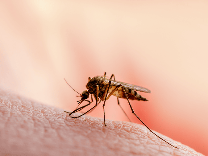 Cases of West Nile Virus Confirmed In Essex & Monmouth Counties