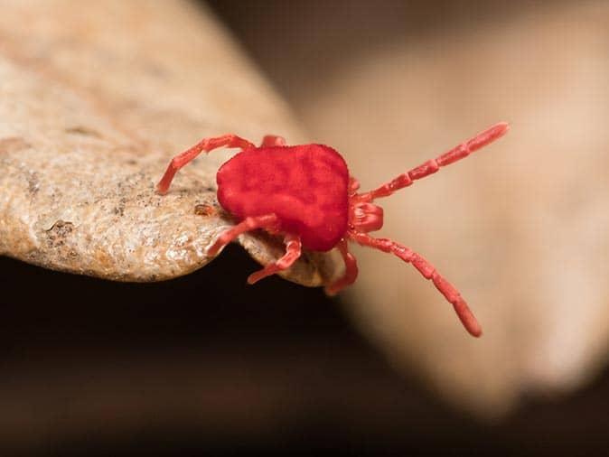 When Are Clover Mites Most Active In New Jersey?