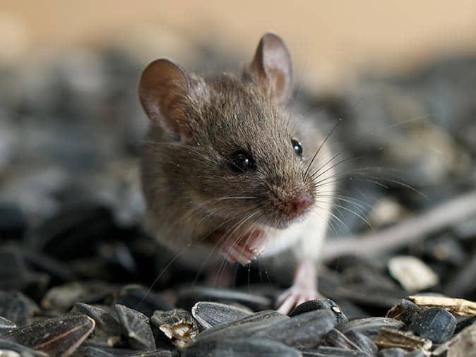 The Differences Between Mice And Rats In NJ