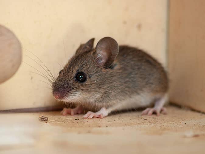 Where Do Mice Hide In New Jersey Homes?