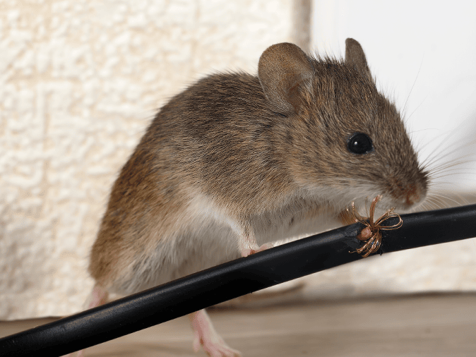 Are Mice A Fire Hazard?