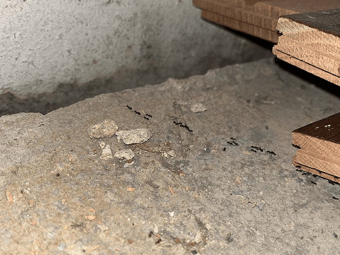 How To Get Rid Of Odorous House Ants In The House