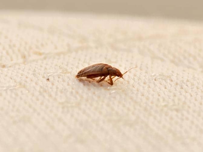 bed bug crawling on new jersey homeowners bed
