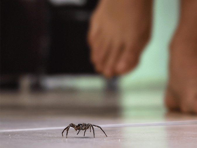 How House Spiders Get Into New Jersey Homes During The Summertime