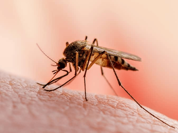 mosquito feeding on homeowners arm in new jersey back yard