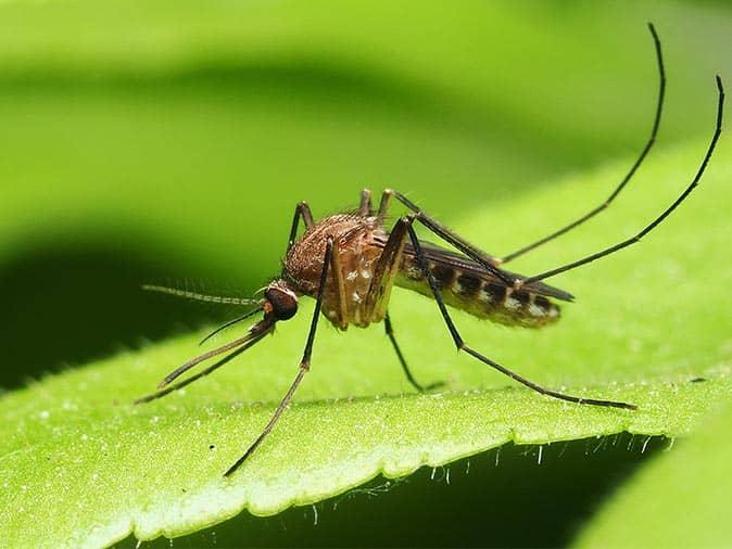 Dangerous Mosquito Sweeping Through New Jersey