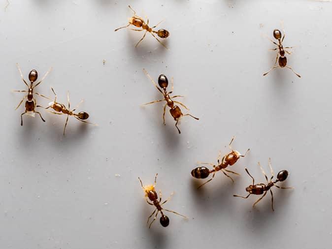 Odorous House Ants In NJ: A Smelly Nuisance Or Worse?