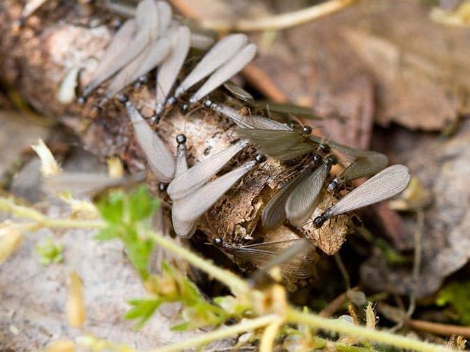 Flying Ants Versus Swarming Termites In New Jersey