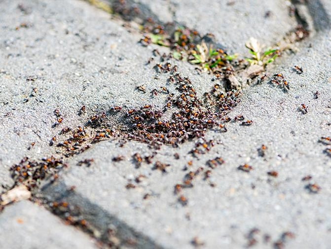 How To Get Rid Of Ants In Driveway Cracks