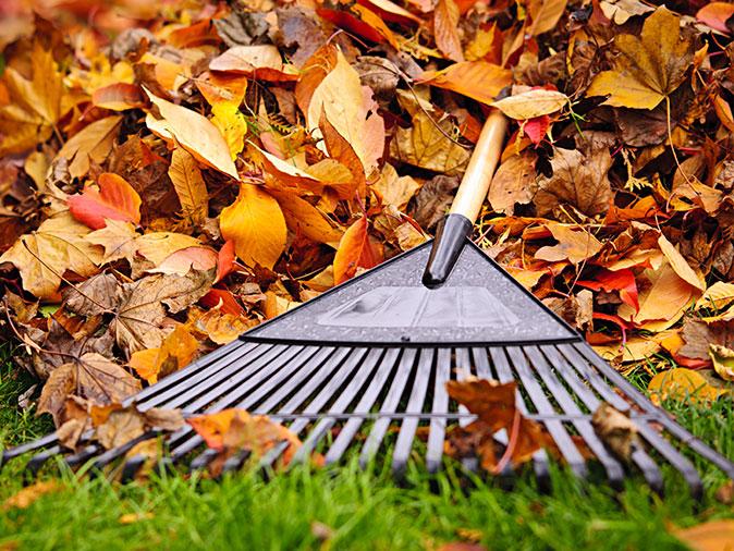 Five Home Maintenance Tips To Repel Pests This Fall