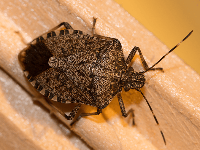 The Stinky Invasive Pest In New Jersey