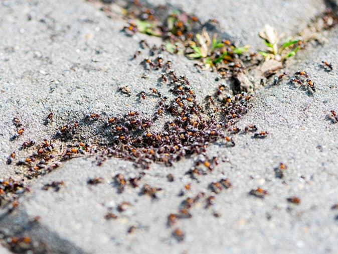 Why Call Arrow About Spring Ant Problems
