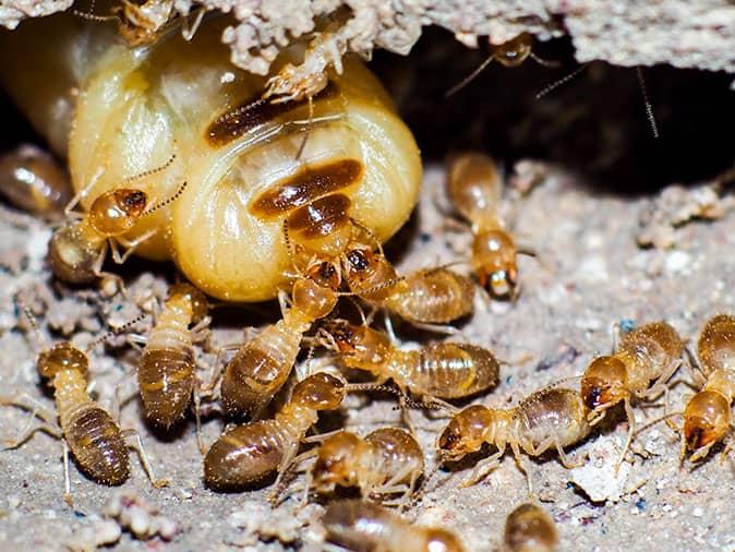 Termite Awareness Week Is Back!