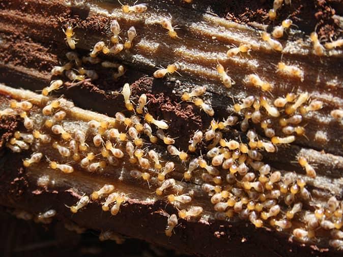 Termite Activity Increasing As Temperatures In New Jersey Rise