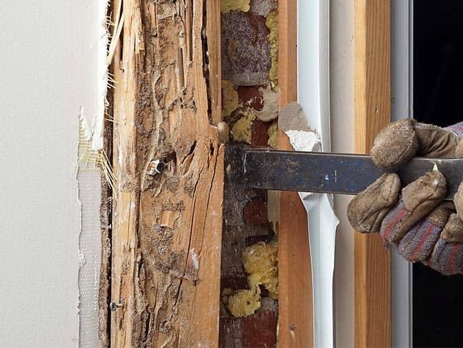 Common Signs Of Late Summer Termite Infestations In New Jersey