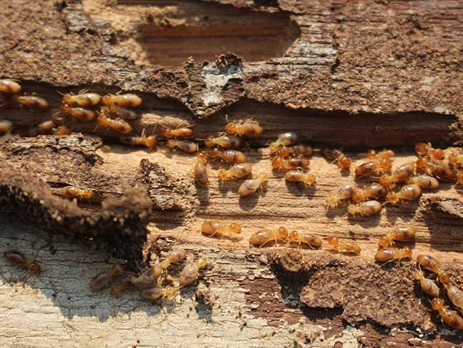 termites eating through a wall inside a new jersey home