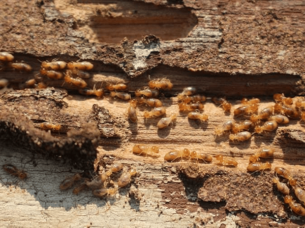 termites eating away at a new jersey home