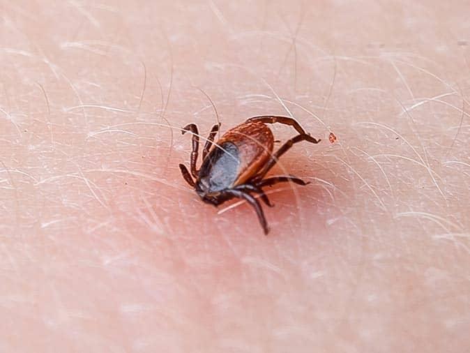 What Happens To Ticks In The Fall