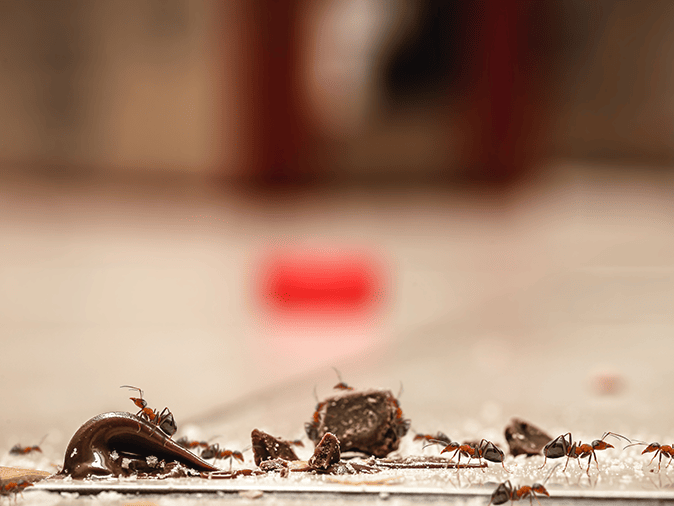 flies on a dirty kitchen counter in a new jersey home