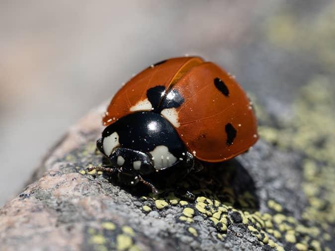 The Not-Very-Ladylike Beetle