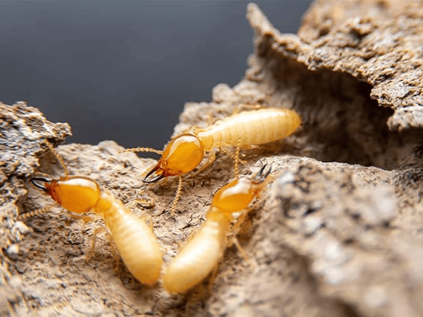 termites destroying new jersey foundation