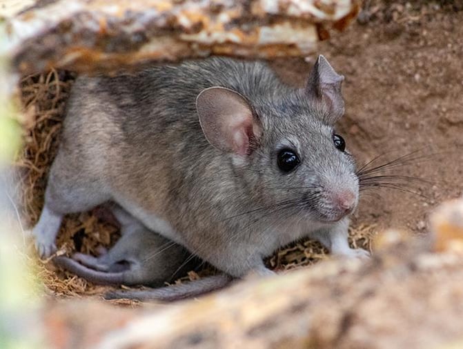 roof rats eating food from new jersey homes garbage