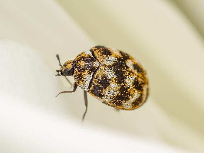 Do the Carpet Beetles In New Jersey Eat More Than Just the Carpet?