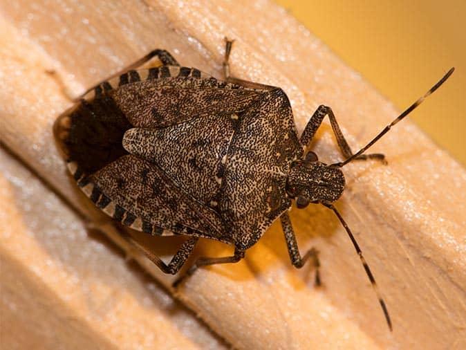 Stink Bugs Are Such a Common Fall Nuisance Pest