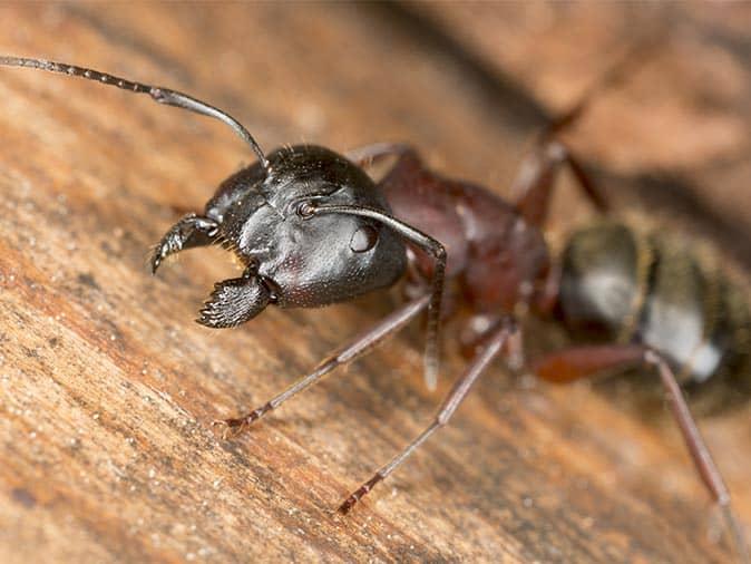 What Happens To Carpenter Ants In The Winter