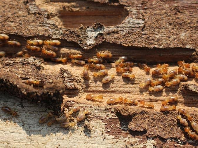 Termite Protection Before It's Too Late 