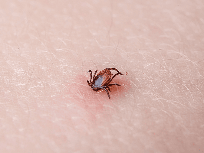 Where Do the Ticks In New Jersey Go When It Gets Cold?