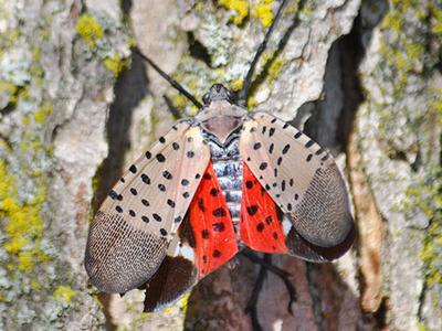 The Spotted Lanternfly: A Brief History Of How This Invasive Pest Showed Up In New Jersey