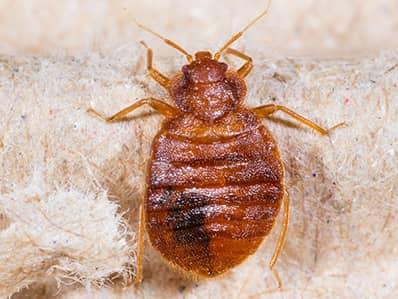 Common Signs Of Bed Bugs