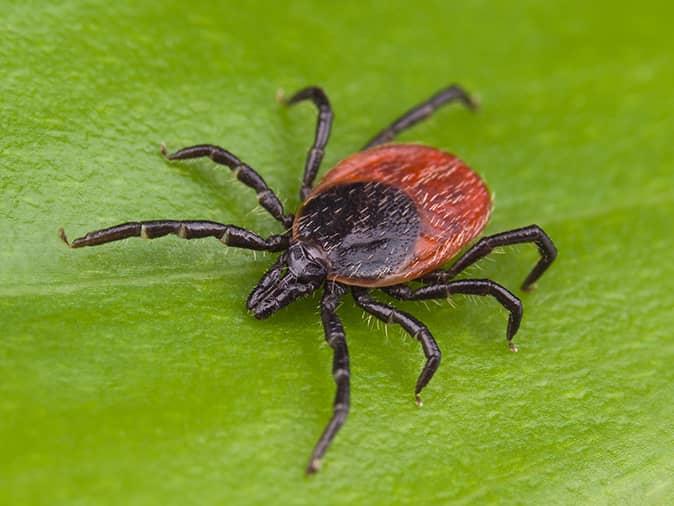 Types Of Ticks In New Jersey