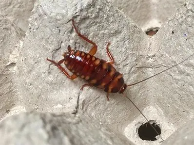 brown banded cockroach on a food container inside new jersey home