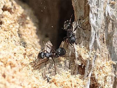 Carpenter Ant Season In New Jersey