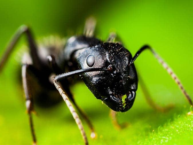 Carpenter Ant Prevention Tips