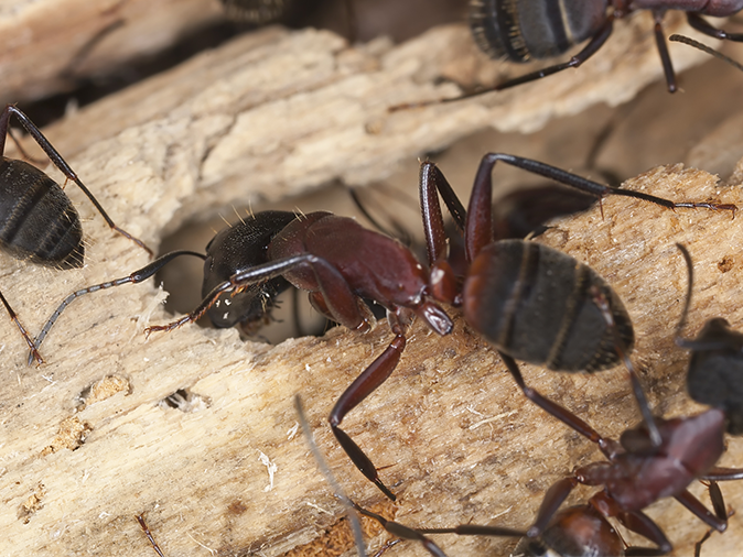 Carpenter Ant Identification