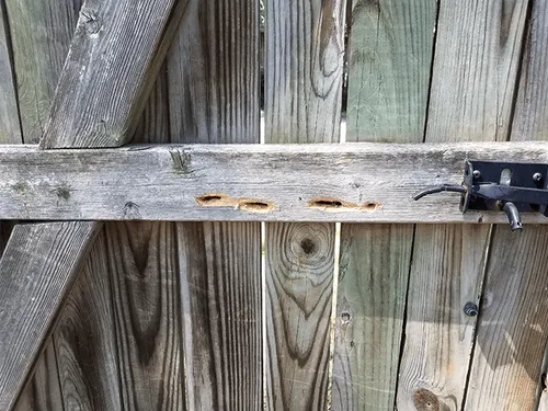 carpenter-bee-damage-on-new-jersey-fence