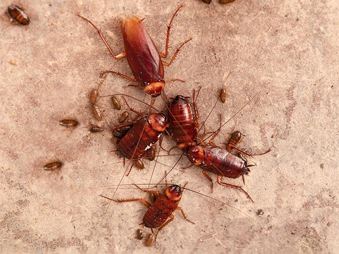 Why DIY Cockroach Control Isn't Effective
