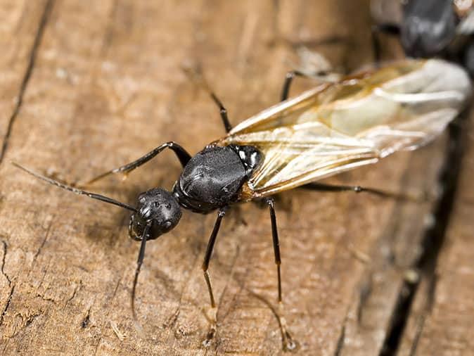  Carpenter Ant Helpful Articles For NJ Residents