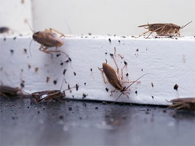 Types Of Cockroaches In New Jersey