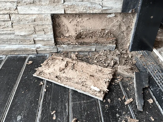 a termite leaving behind signs of damage for a new jersey homeowner to find