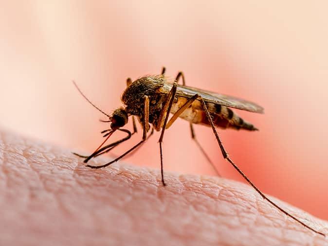 mosquito sucking blood of a caldwell nj homeowner while outside